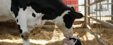 Vaca leiteira com bezerro recém-nascido