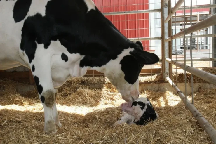 Vaca leiteira com bezerro recém-nascido