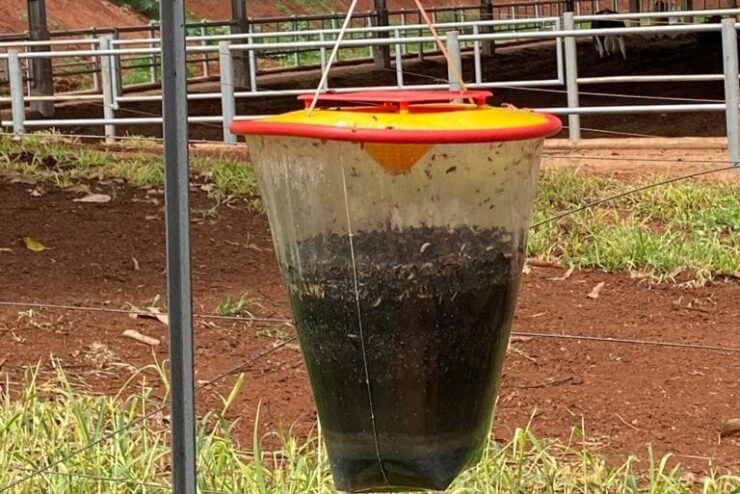 Ferramenta utilizada para controle de moscas em fazenda leiteira