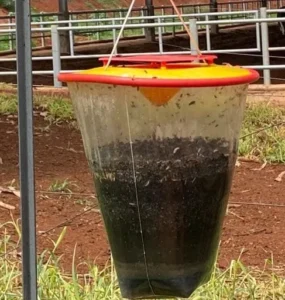 Ferramenta utilizada para controle de moscas em fazenda leiteira