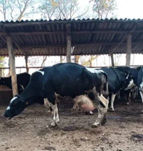 Vaca leiteira apresentando claudicação