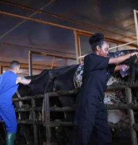 Duas pessoas realizando inseminação em vacas