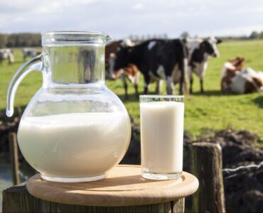 Vacas leiteiras ao fundo e jarra de leite com boa qualidade no primeiro plano