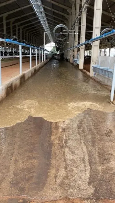 Sistema de Flushing em fazenda leiteira