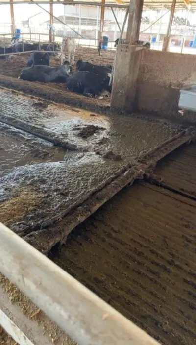 Sistema de raspagem automática em fazenda leiteira