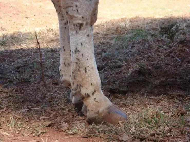Animal infestado por mosca do estábulo.
