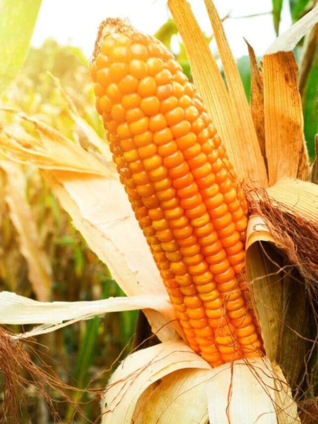 Produtividade do milho: veja influência do clima