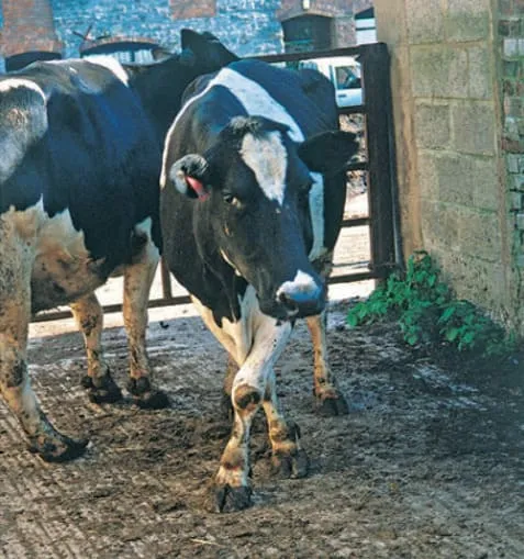 Animal apresentando postura de membros torácicos cruzados