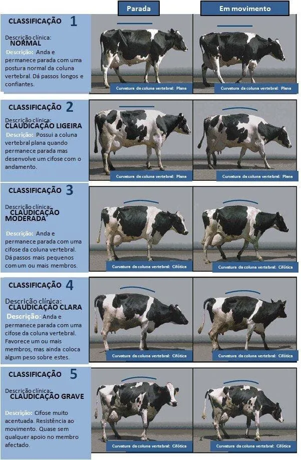 Classificação de claudicação