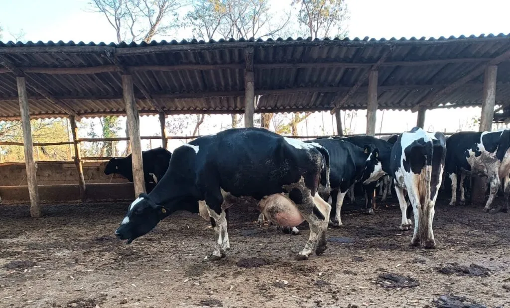 Animal apresentando arqueamento de dorsal
