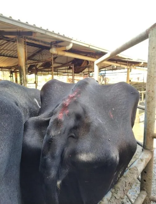 Vaca com escore de condição corporal 2.