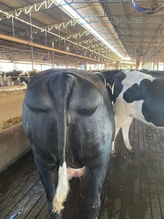 Vaca com escore de condição corporal 5.