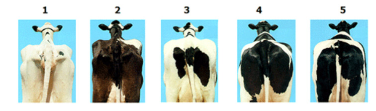 Intervalo de 1 a 5 do Escore de Condição corporal em vacas leiteiras