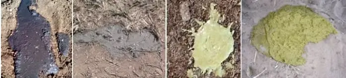 Diferença de coloração das fezes bovinas