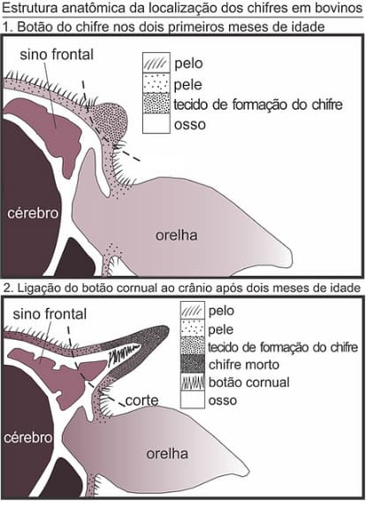 Estrutura anatômica de localização dos chifres em bovinos