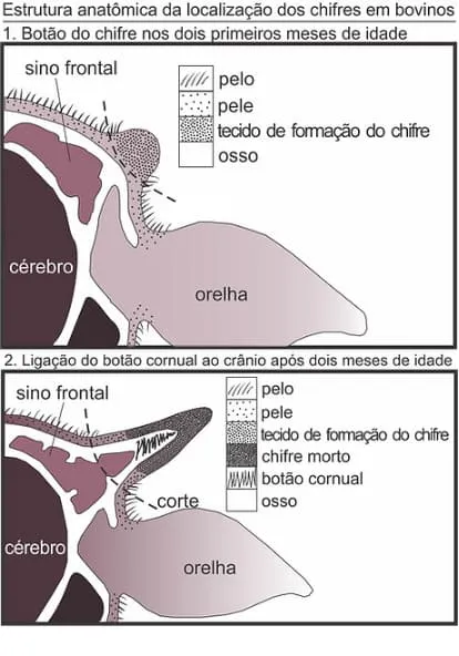 Estrutura anatômica de localização dos chifres em bovinos