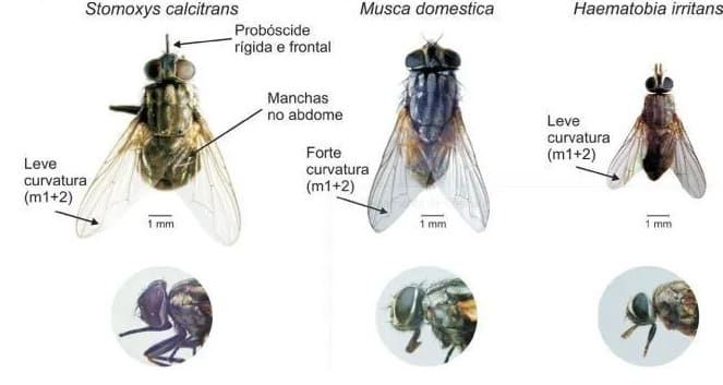 Anatomia das moscas stomoxys calcitrans, musca domestica e haematobia irritans