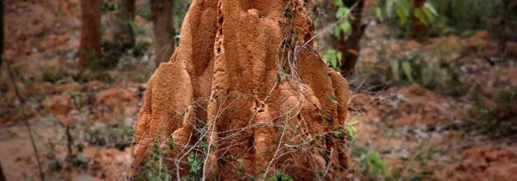Cupim de montículo