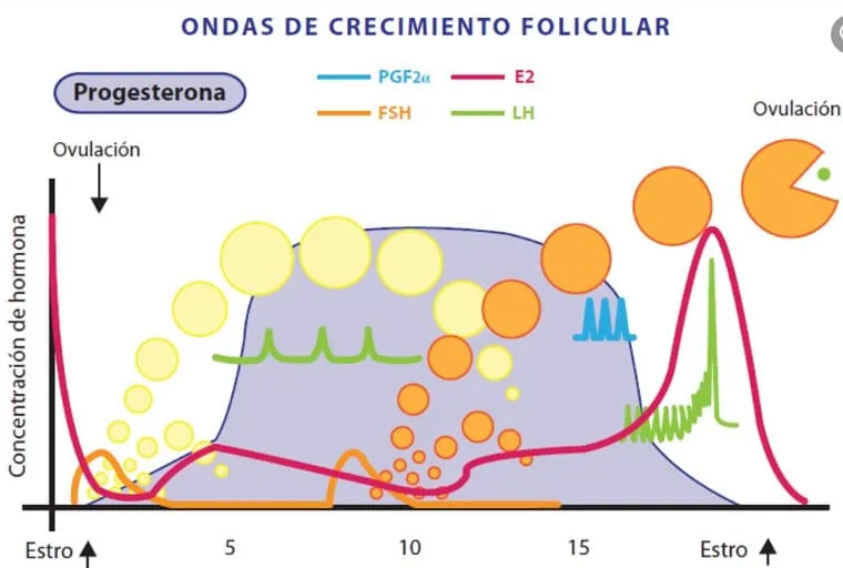 Esquema do ciclo estral das fêmeas bovinas