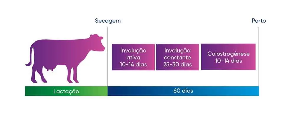 Fases após a secagem da vaca