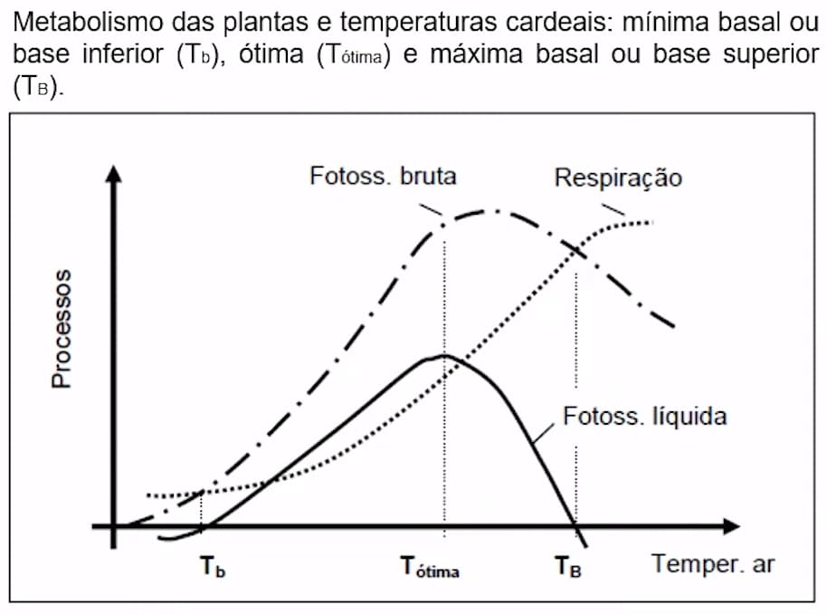 Influência da temperatura no metabolismo do milho