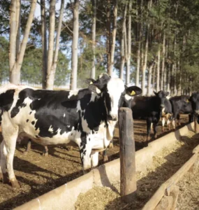 Integração lavoura-pecuária-floresta na pecuária leiteira