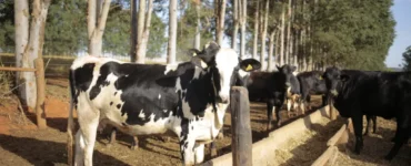 Integração lavoura-pecuária-floresta na pecuária leiteira