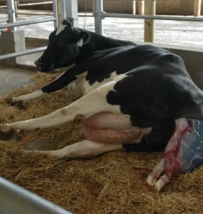 Vaca no momento de um parto