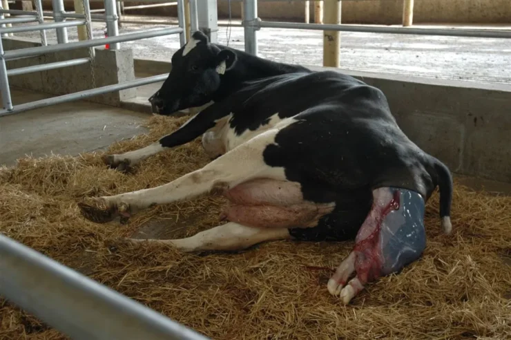 Vaca no momento de um parto