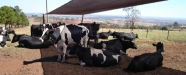Vacas se abrigando em um local com sombra
