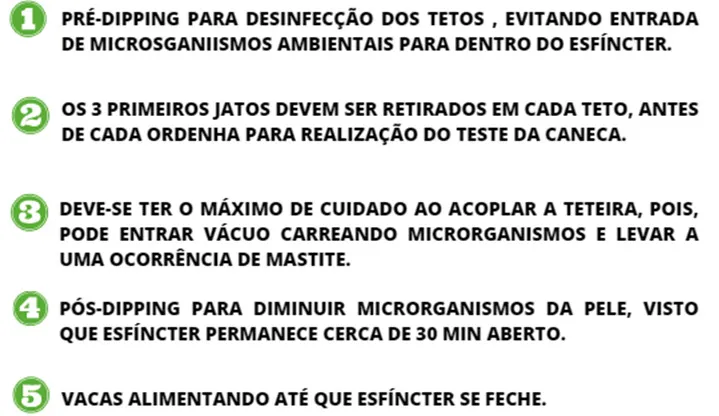 Ordem de acontecimentos durante a ordenha para evitar o descarte do leite