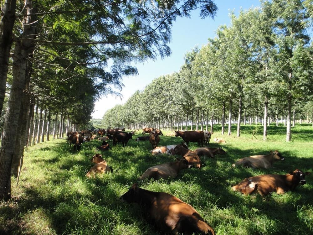 Vacas em sistema Integração Lavoura-Pecuária-Floresta