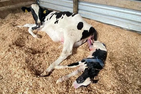 Vaca na fase de expulsão do feto