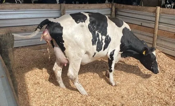 Vaca em fase de dilatação