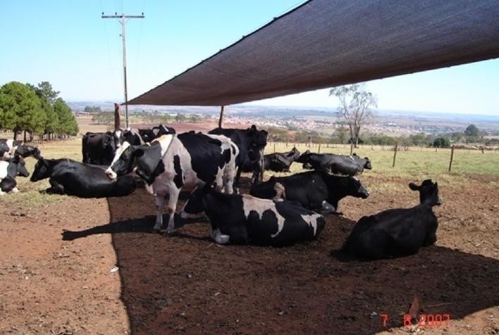 Vacas leiteiras em sombra artificial