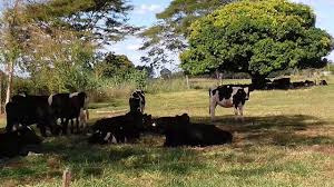 Vacas em sombra natural de árvores