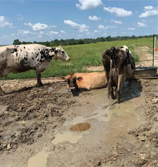 Vacas em torno do bebedouro para minimizar o calor