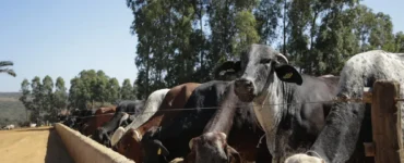 Bovinos leiteiros adultos se alimentando