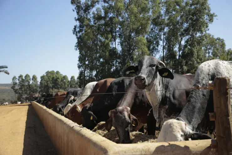 Bovinos leiteiros adultos se alimentando