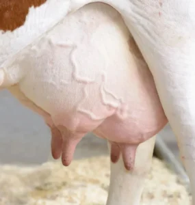 Úbere de vaca leiteira