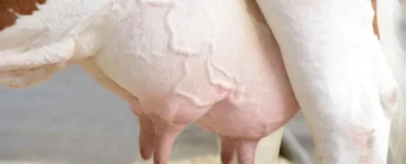 Úbere de vaca leiteira