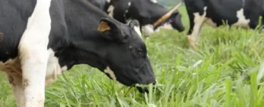 Vacas leiteiras em uma pastagem