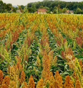 Plantação de sorgo