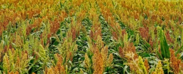 Plantação de sorgo