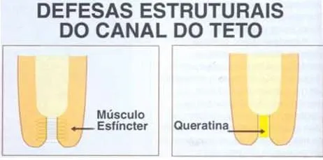 Imagem ilustrando o músculo do esfíncter e o tampão de queratina do teto de uma vaca