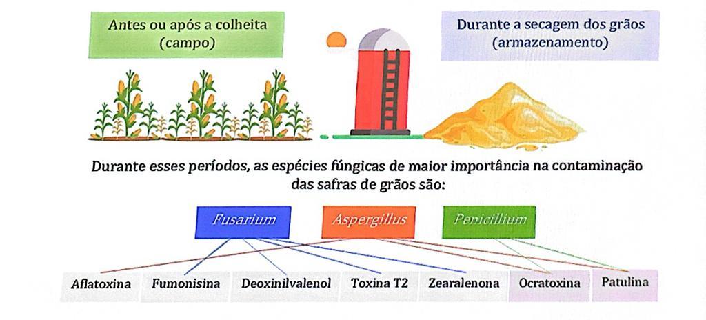 Ilustração com as possibilidades de contaminação por fungos e também os gêneros mais conhecidos e suas micotoxinas.