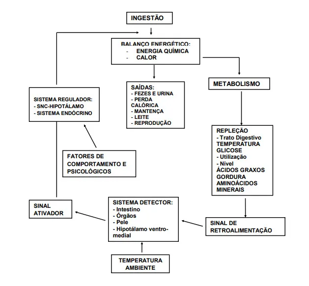 Regulação do consumo de alimentos dos bovinos