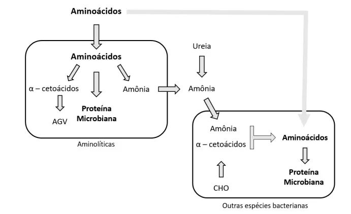 Visão geral dos fatores que afetam a síntese microbiana