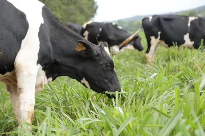 Vacas pastejando em piquete