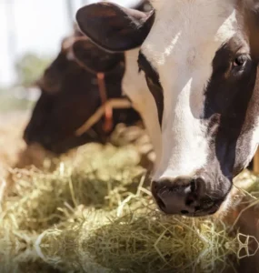 Vaca leiteira em uma instalação de uma fazenda e se alimentando